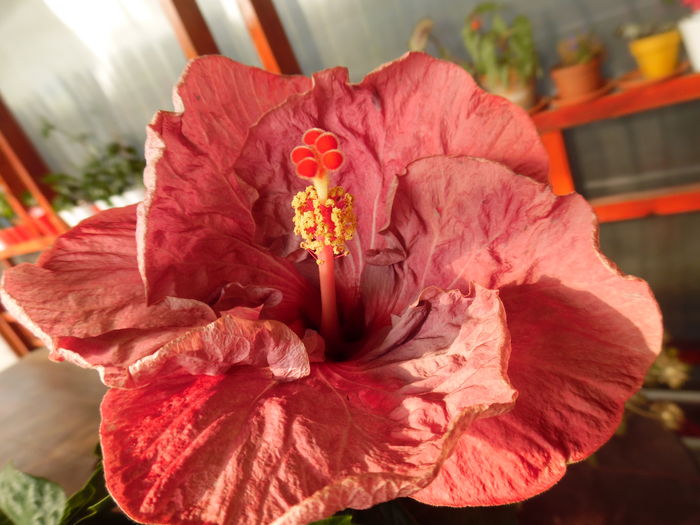 017 - 00 Hibiscus 2016