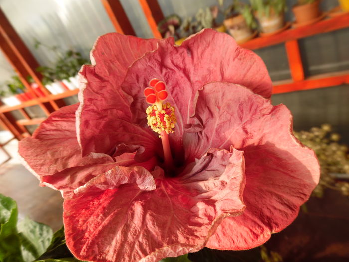 018 - 00 Hibiscus 2016