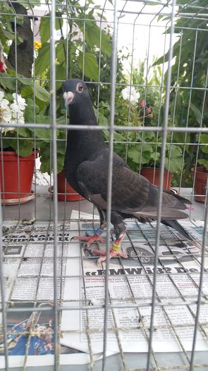 20160803_181808 - AAAAABBBB Voiajori 2016