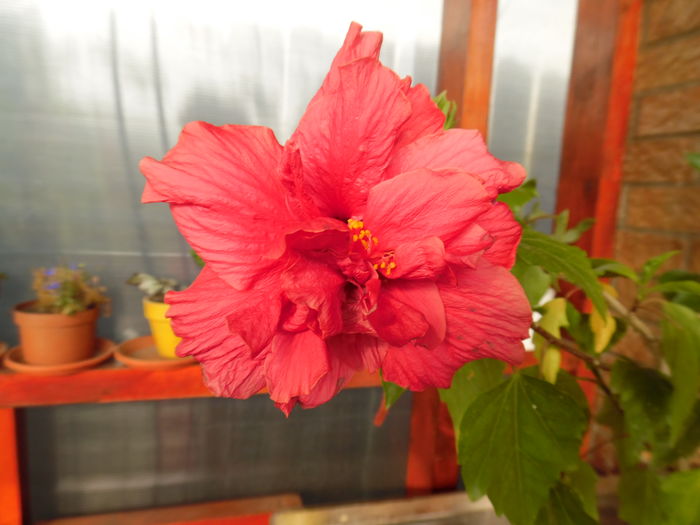 019 - 00 Hibiscus 2016
