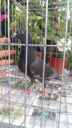 20160803_181747 - AAAAABBBB Voiajori 2016