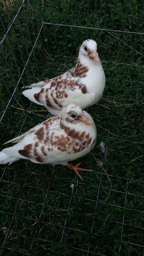 20160803_185307 - AAAAABBBB Voiajori 2016