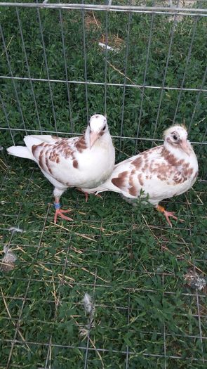 20160803_185338 - AAAAABBBB Voiajori 2016