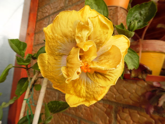 021 - 00 Hibiscus 2016