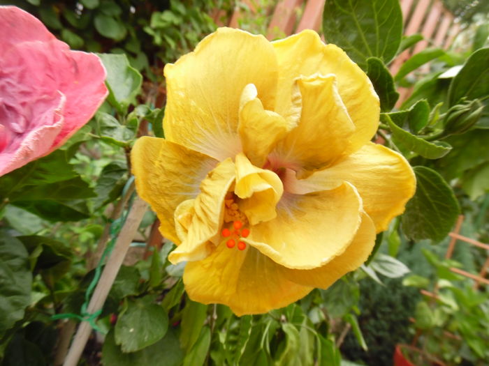043 - 00 Hibiscus 2016