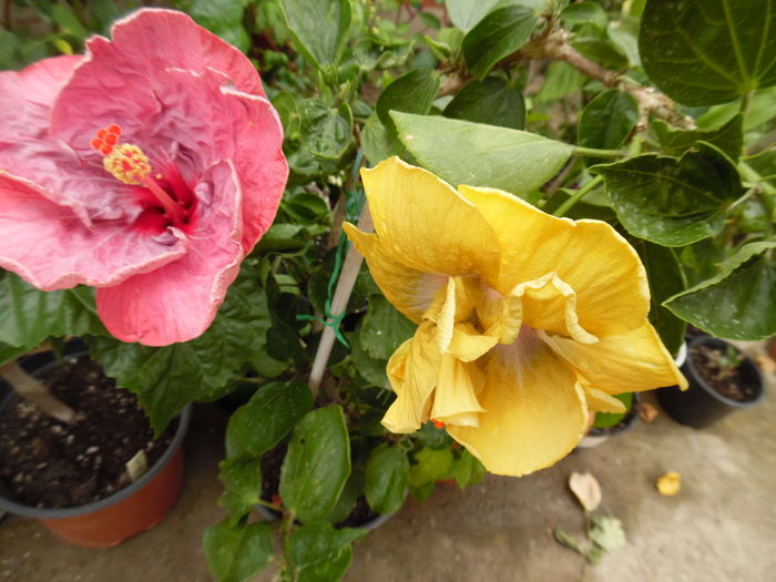 045 - 00 Hibiscus 2016
