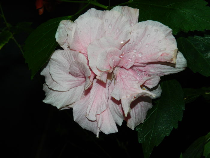 DSCN4458 - 2016 AUGUST