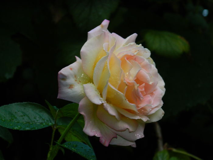 DSCN4473 - 2016 AUGUST