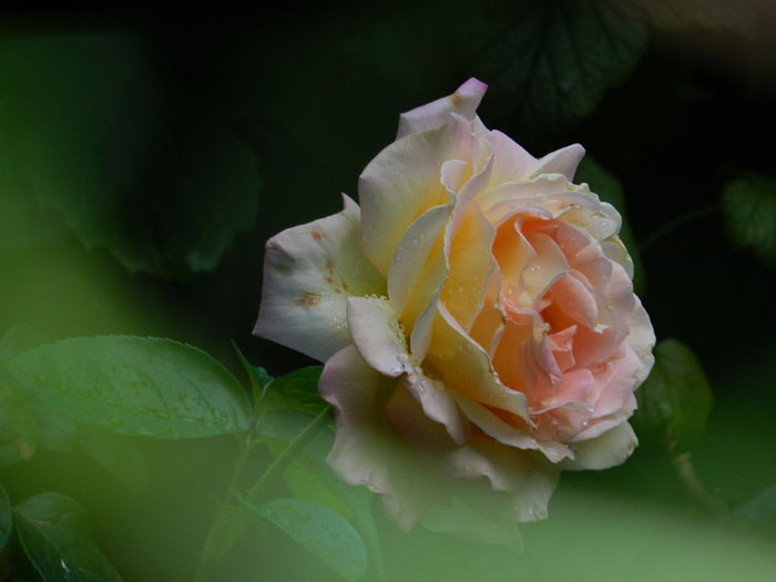 DSCN4474 - 2016 AUGUST