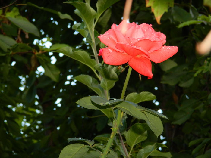 DSCN4477 - 2016 AUGUST