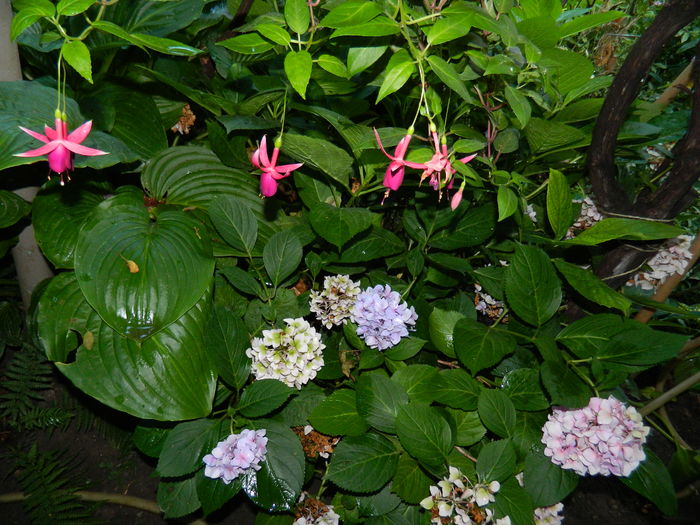 DSCN4490 - 2016 AUGUST