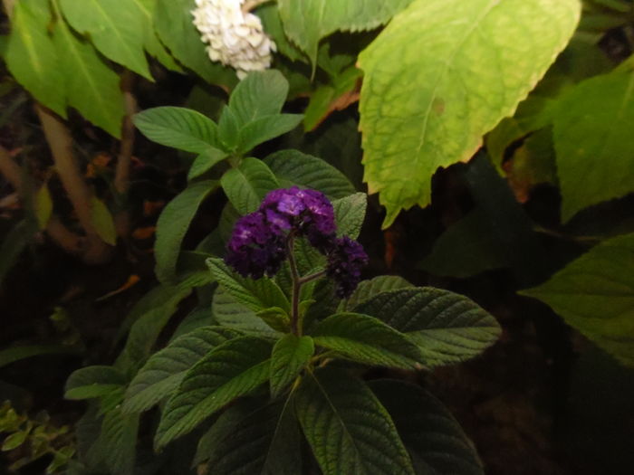 Heliotropium peruvianum ( vanilie salbatica) - 2016 Flori si Trandafiri 2