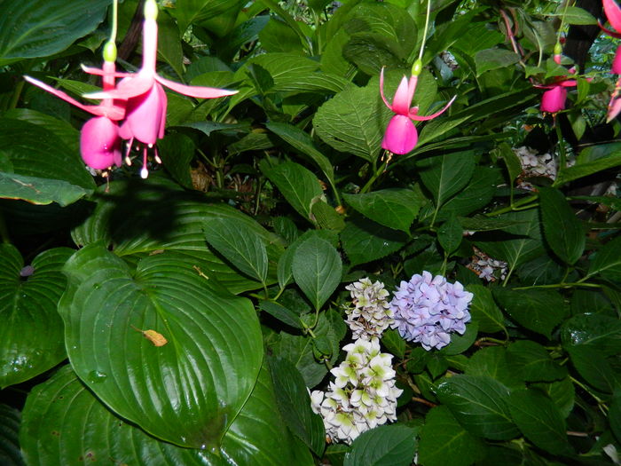 DSCN4491 - 2016 AUGUST