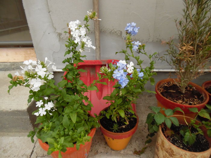 Plumbago, floarea dragostei - 2016 Flori si Trandafiri 2