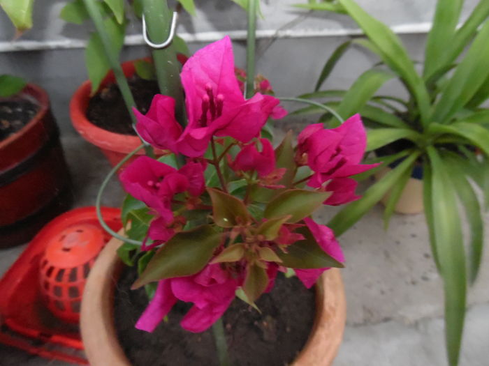 Bougainvillea - 2016 Flori si Trandafiri 2