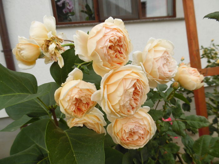 Crown Princess Margaret