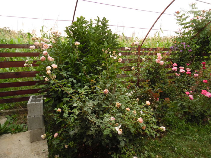 Abraham si magnolia Susan