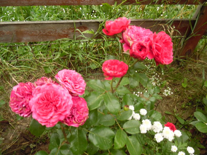 Leonardo red sau Florentina-mi-a luat apa eticheta...