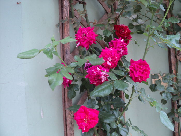 poze 2015 016 - VARA 2016