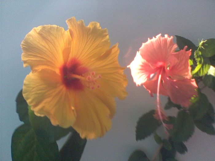 IMG0475A - FLORI -2015-2016