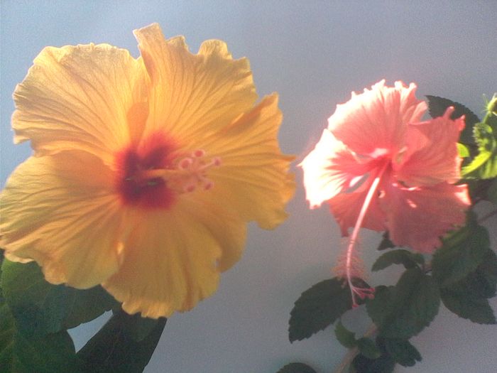 IMG0477A - FLORI -2015-2016