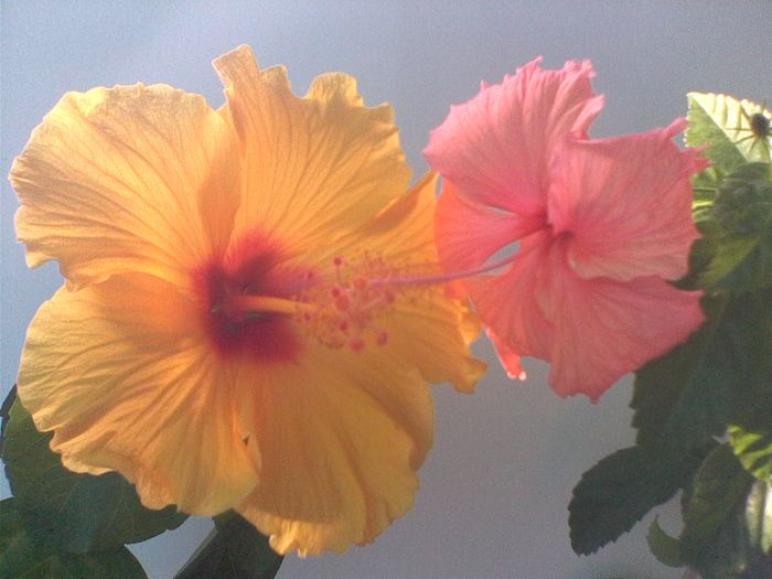 IMG0481A - FLORI -2015-2016