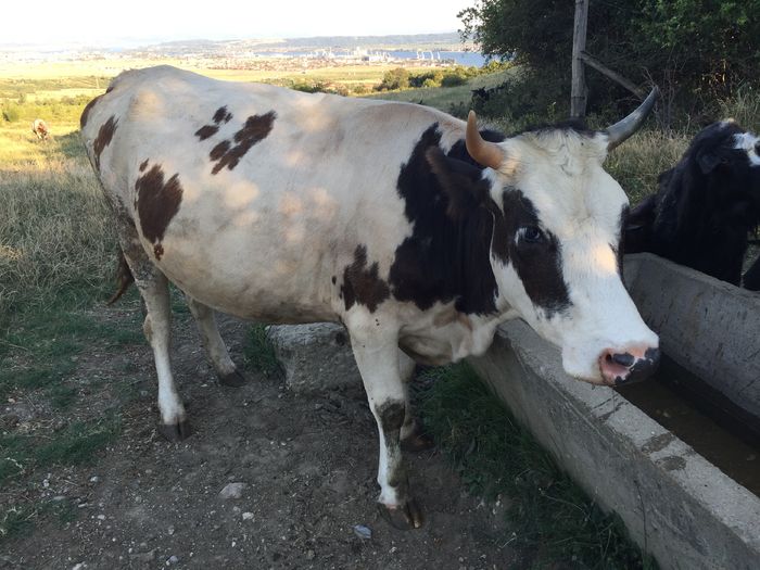 image - Vacile La pascut