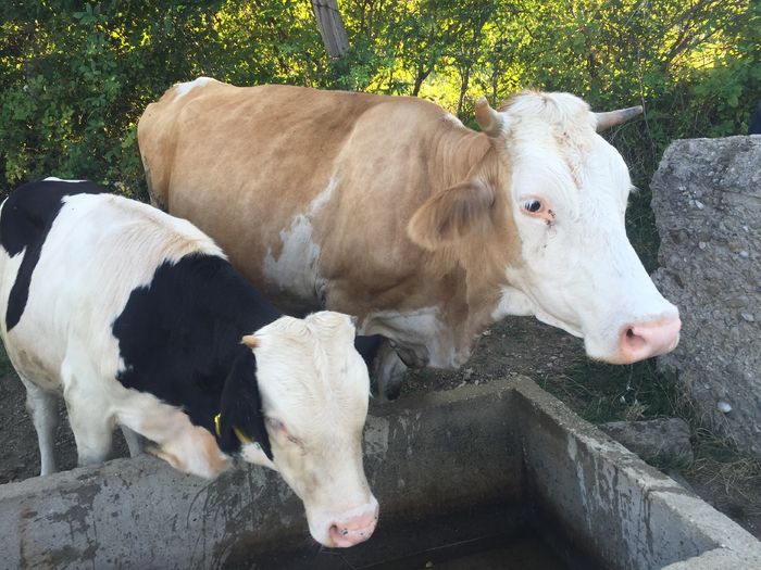 image - Vacile La pascut