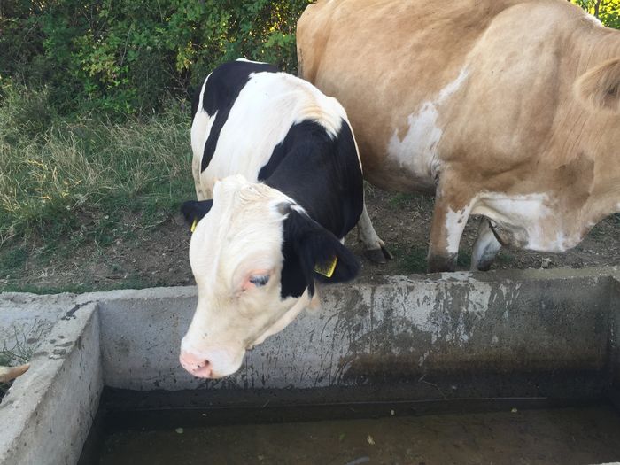 image - Vacile La pascut