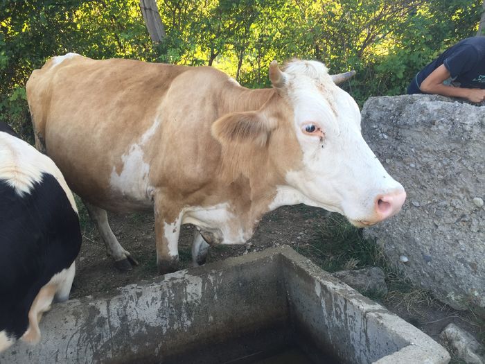 image - Vacile La pascut