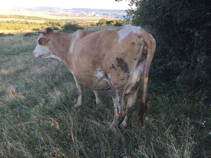 image - Vacile La pascut