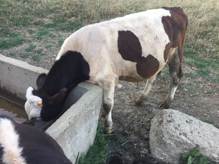 image - Vacile La pascut