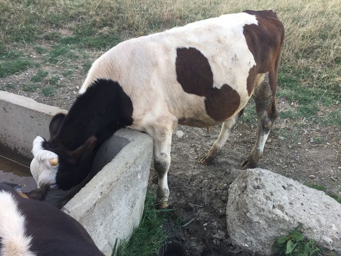 image - Vacile La pascut