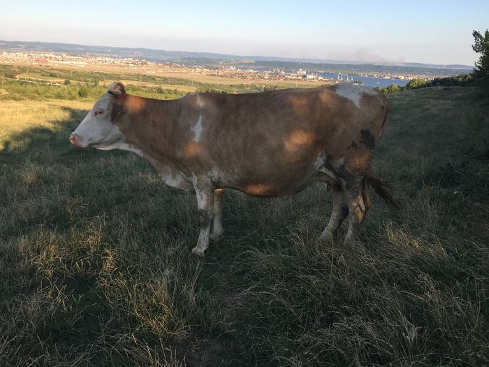 image - Vacile La pascut