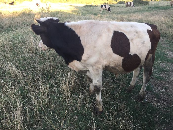 image - Vacile La pascut