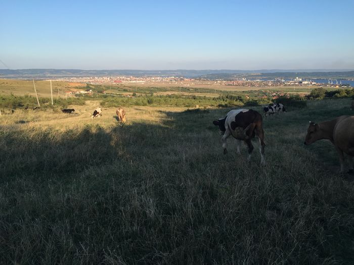 image - Vacile La pascut