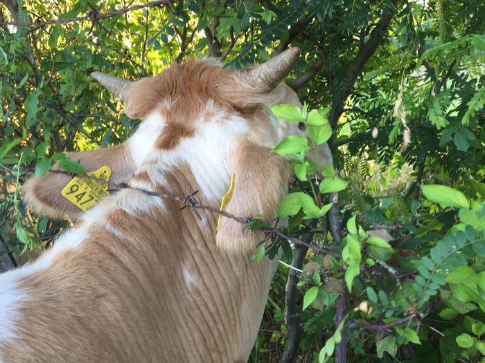 image - Vacile La pascut