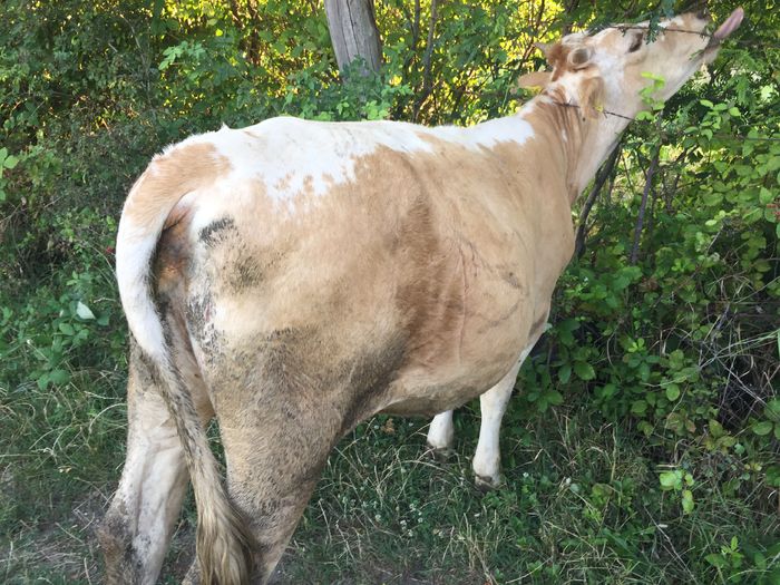 image - Vacile La pascut