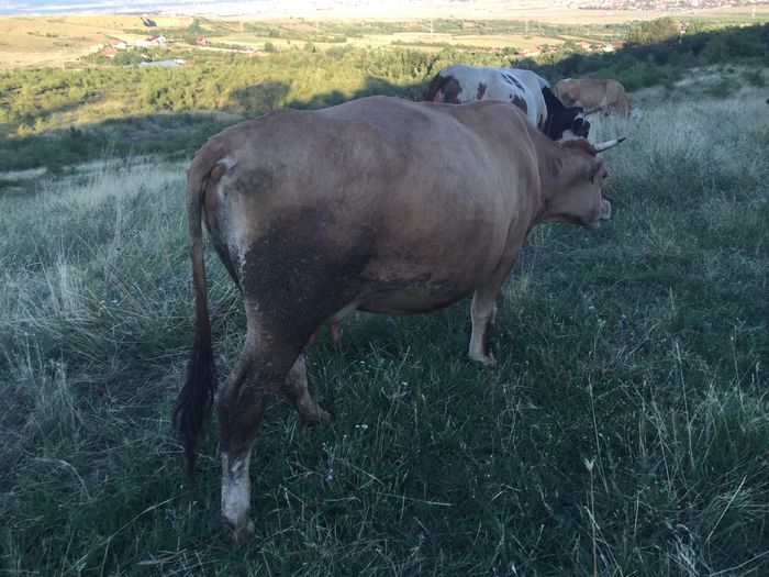 image - Vacile La pascut