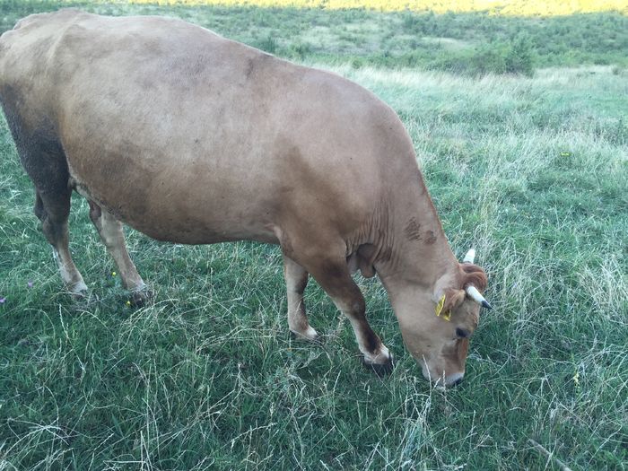 image - Vacile La pascut