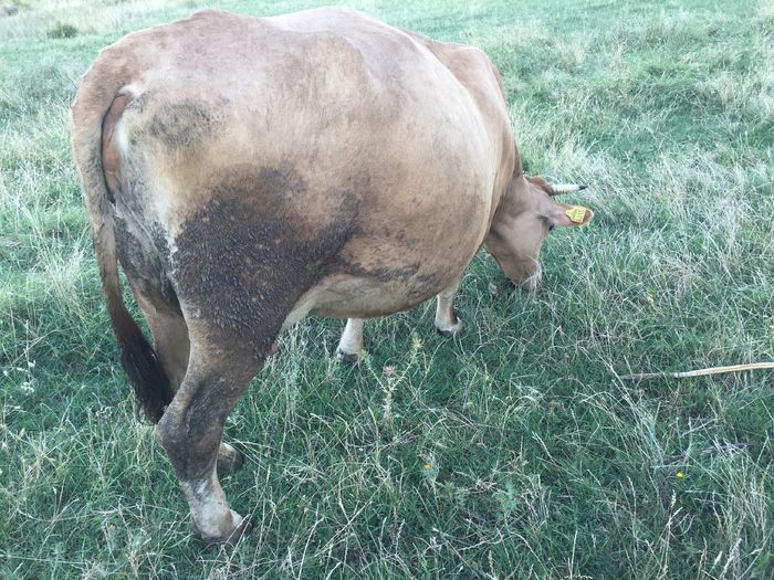 image - Vacile La pascut