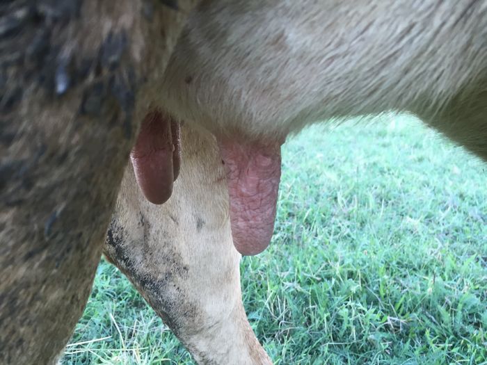 image - Vacile La pascut