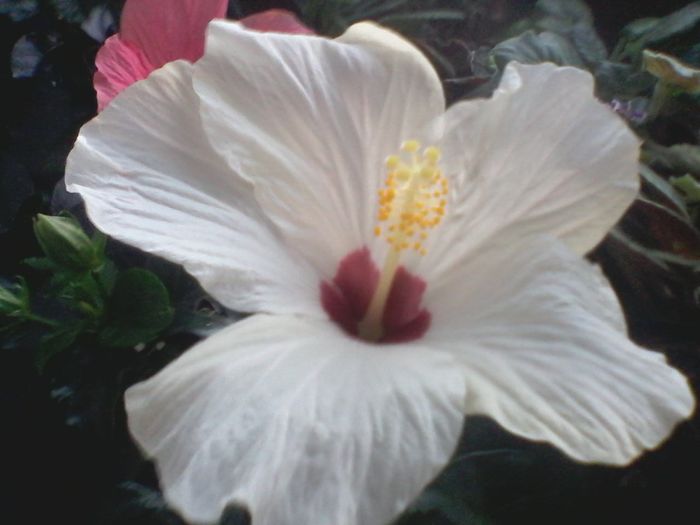 Hibiscus Cairo White