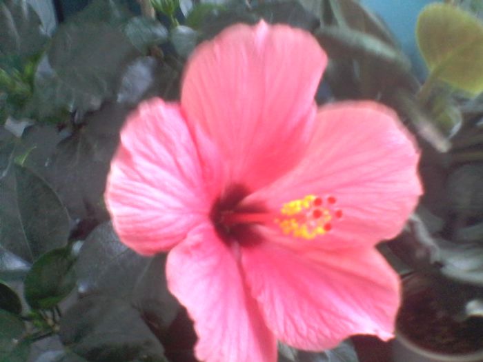 Hibiscus Cairo Rosa - FLORI -2015-2016