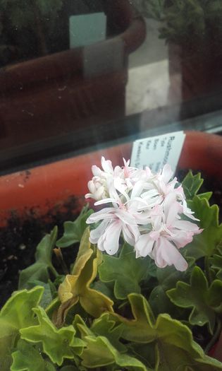 20160804_074951 - muscate 2016