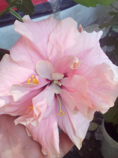 IMG_20160804_092218 - hibiscus classic pink