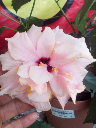 IMG_20160804_092122 - hibiscus classic pink