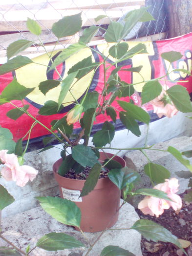 IMG_20160804_092323 - hibiscus classic pink