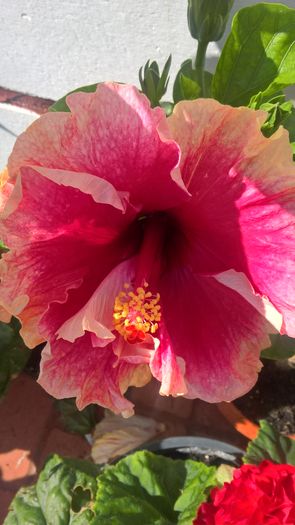 WP_20160804_09_54_35_Pro