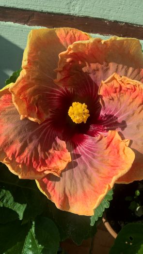 WP_20160804_09_54_14_Pro - Hibiscus Jolanda Gommer